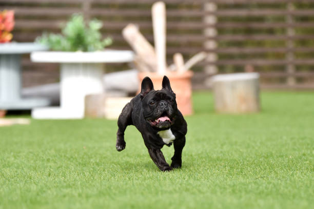 istock French bulldog playing in dog run 1219834633