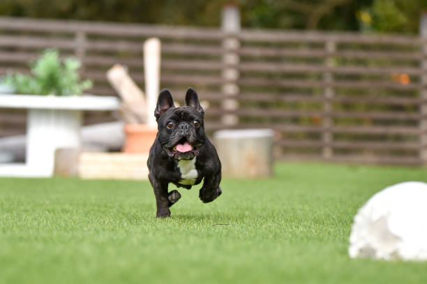 istock French bulldog playing in dog run 1219834656