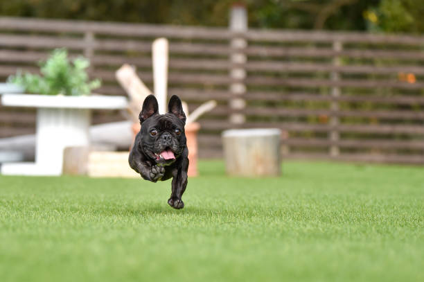 istock French bulldog playing in dog run 1219834662