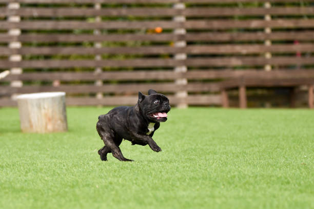 istock French bulldog playing in dog run 1219834674