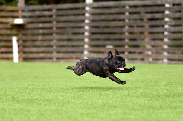 istock French bulldog playing in dog run 1219834677