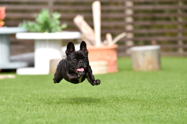 istock French bulldog playing in dog run 1219834678