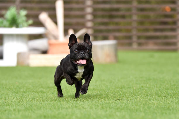 istock French bulldog playing in dog run 1219834692