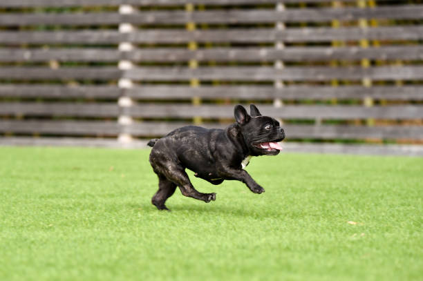 istock French bulldog playing in dog run 1219834706