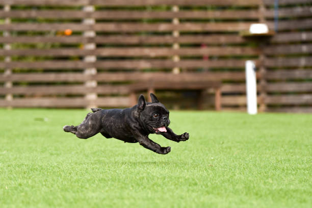 istock French bulldog playing in dog run 1219834710