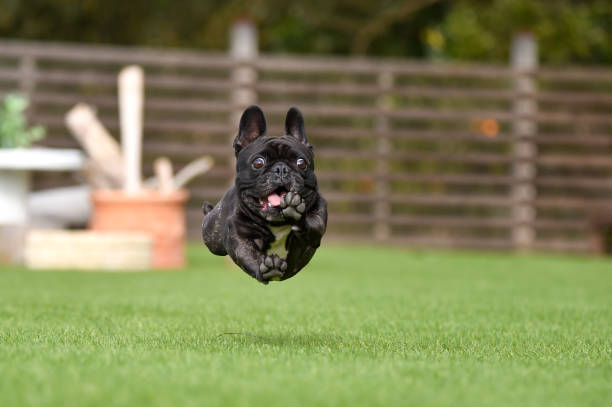 istock French bulldog playing in dog run 1219834723