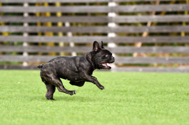 istock French bulldog playing in dog run 1219834724