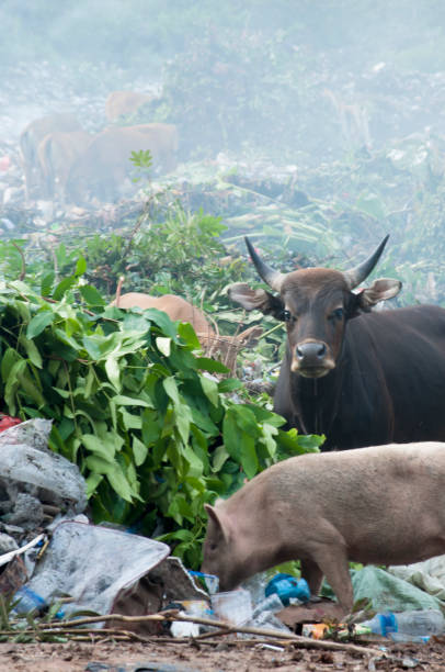 istock Cow and pig were looking food in solid waste landfill area 1219834737