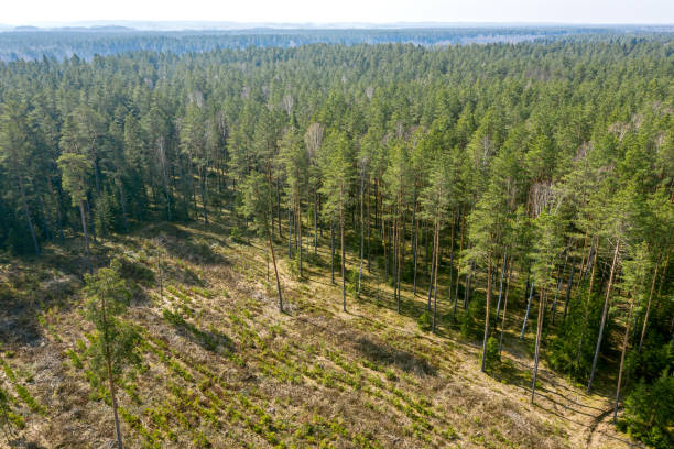 istock nature tree nursery. aerial view from flying drone 1219841129