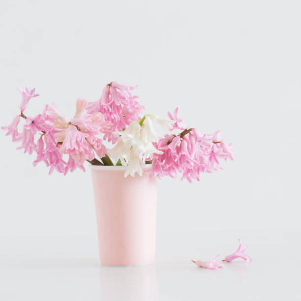 istock pink hyacinth in vase on white background 1219841169