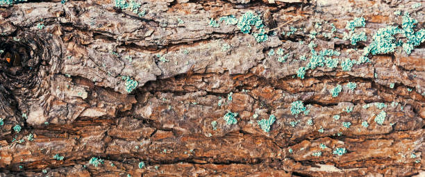 istock A fragment of a tree trunk with a brown textured bark. 1219841245