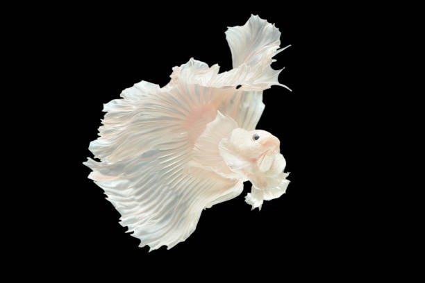 Rhythmic of white dumbo ear half moon long tail Betta, Siamese fighting fish, Betta fighting motion, Betta splendens Pla-kad(biting fish),Thai aquatic national animals,popular fish isolated on black. rítmico de oreja mandida blanca media luna larga cola betta, peces combatientes sisamesados, movimiento de lucha betta, betta splendens pla-kad (pez mordedores), animales nacionales acuáticos tailandeses, peces populares aislados en negro.