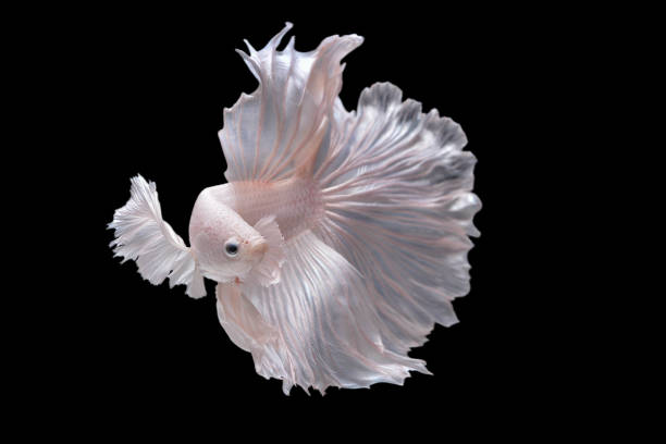 rítmica de orelha de dumbo branco meia lua cauda longa betta, peixe siamês lutando, movimento de luta betta, betta splendens pla-kad (peixe mordedor), animais aquáticos tailandeses, peixes populares isolados no preto. - siamese fighting fish fish pets underwater - fotografias e filmes do acervo