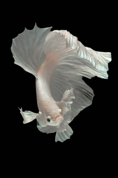 istock Rhythmic of white dumbo ear half moon long tail Betta, Siamese fighting fish, Betta fighting motion, Betta splendens Pla-kad(biting fish),Thai aquatic national animals,popular fish isolated on black. 1219842171