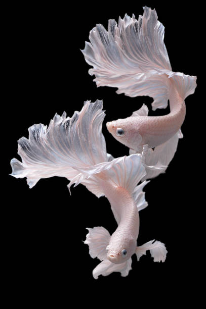 Rhythmic of white dumbo ear half moon long tail Betta, Siamese fighting fish, Betta fighting motion, Betta splendens Pla-kad(biting fish),Thai aquatic national animals,popular fish isolated on black.