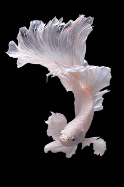 istock Rhythmic of white dumbo ear half moon long tail Betta, Siamese fighting fish, Betta fighting motion, Betta splendens Pla-kad(biting fish),Thai aquatic national animals,popular fish isolated on black. 1219842181