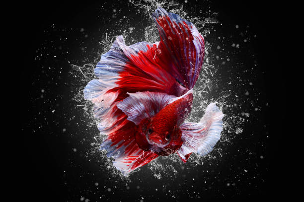 istock Rhythmic of lavender dumbo ear half moon long tail Betta, Siamese fighting fish, Betta fighting motion, Betta splendens Pla-kad(biting fish),Thai aquatic national animals,popular fish isolated on black. 1219842201