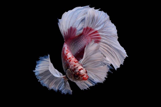 ritmico di dumbo orecchio mezza luna coda lunga betta, pesce da combattimento siamese, betta movimento di combattimento, betta splendens pla-kad (pesce mordendo), animali acquatici nazionali thailandesi, pesci popolari isolati sul nero. - half moon tail foto e immagini stock