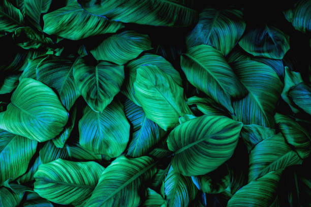 istock abstract Spathiphyllum cannifolium leaf background 1219843240