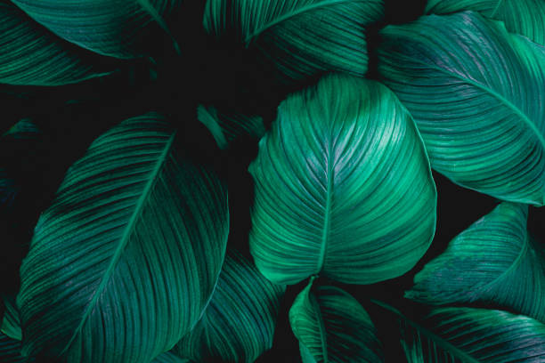 istock abstract Spathiphyllum cannifolium leaf background 1219843255