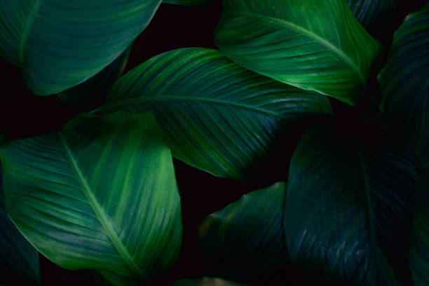 istock abstract Spathiphyllum cannifolium leaf background 1219843287