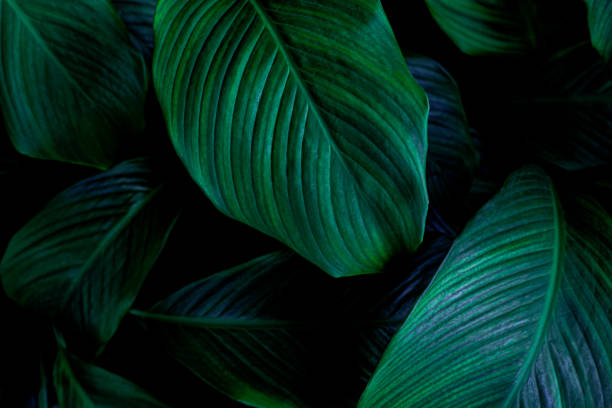 istock abstract Spathiphyllum cannifolium leaf background 1219843290