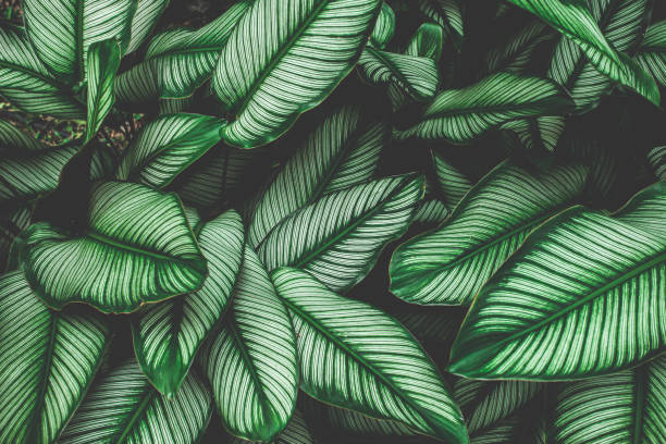 istock green leaves nature  ackground, closeup leaves texture 1219843292