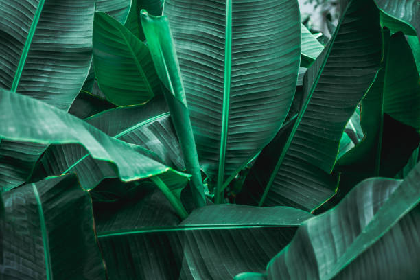 istock tropical banana leaf texture in garden 1219843296
