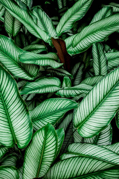 istock green leaves nature  ackground, closeup leaves texture 1219843301