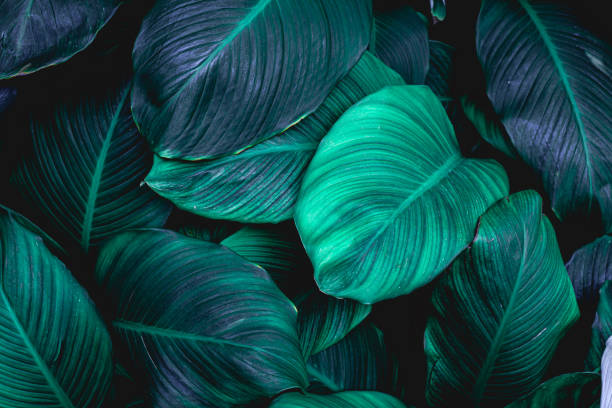 istock abstract Spathiphyllum cannifolium leaf background 1219843302