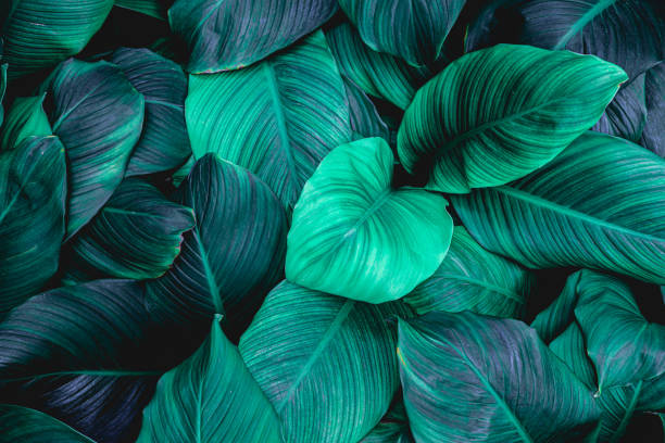 istock abstract Spathiphyllum cannifolium leaf background 1219843308