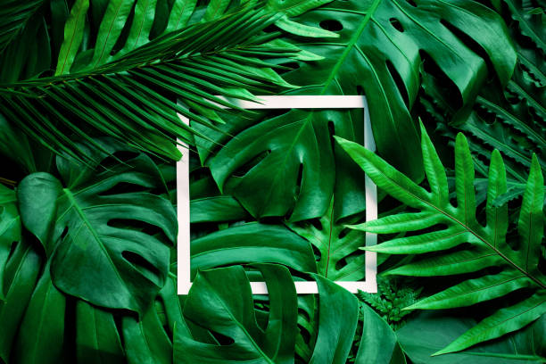 istock tropical green leaves and palms with white paper note frame 1219843388
