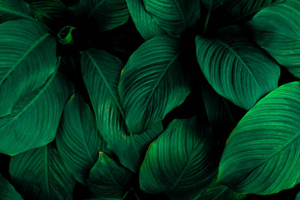 istock abstract Spathiphyllum cannifolium leaf background 1219843391