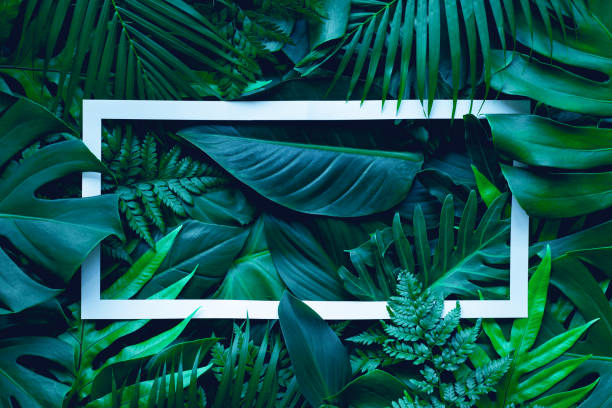 istock tropical green leaves and palms with white paper note frame 1219843992