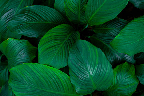 istock abstract Spathiphyllum cannifolium leaf background 1219843993