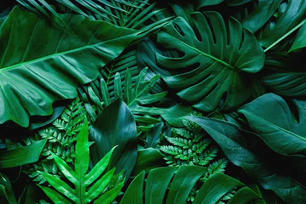 Photo of closeup nature view of green monstera leaf and palms background
