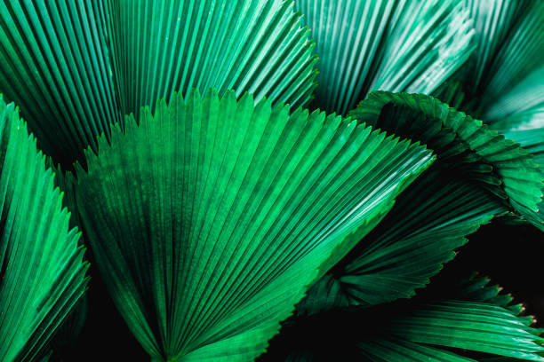 istock tropical palm leaf and shadow, abstract natural green background 1219844950
