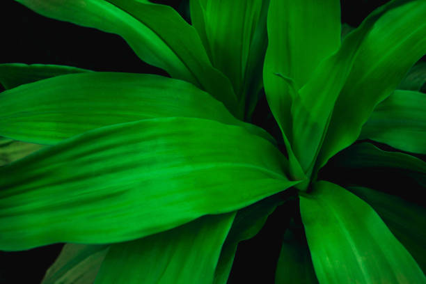 green leaves nature  background, closeup leaves texture, tropical leaves