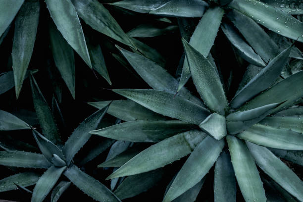 istock closeup agave cactus, abstract natural background and textures 1219845074