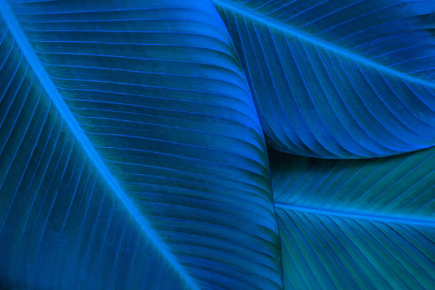 istock tropical banana leaf texture in garden 1219845093