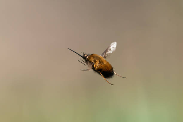 istock A bee fly in flight on a sunny day in spring 1219845161