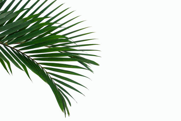 istock tropical coconut palm leaf isolated on white background 1219845254
