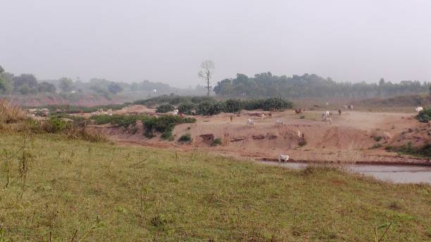 animal grazing beside the river grazing field