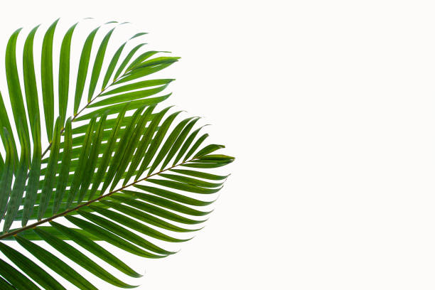 istock tropical coconut palm leaf isolated on white background 1219845972