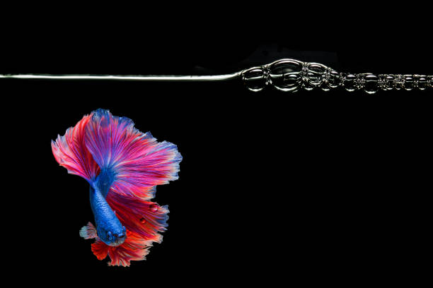 Colourful Betta fish,Siamese fighting fish in movement isolated on black background Colourful Betta fish,Siamese fighting fish in movement isolated on black background betta crowntail stock pictures, royalty-free photos & images