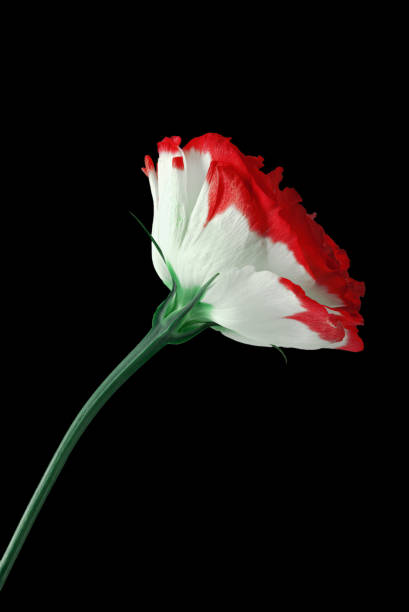 istock Blooming flower close-up on a black background 1219849678