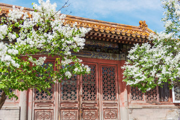 istock White lilac flowers blooming on ancient building background 1219850540