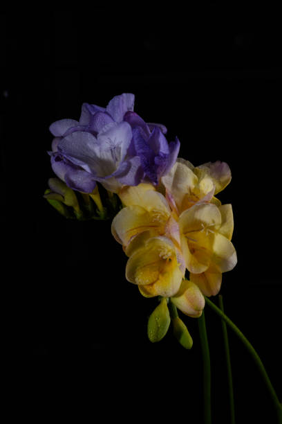 istock Freesia flowers isolated on a black background 1219850864