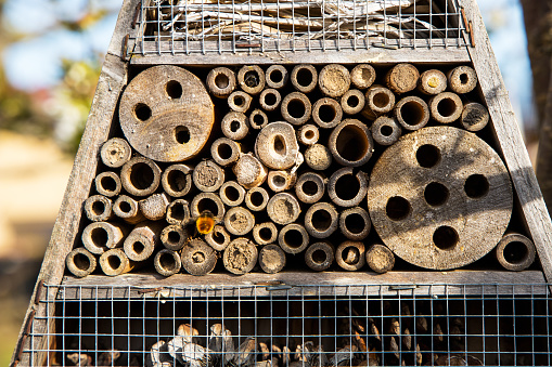 insect hotel and bees