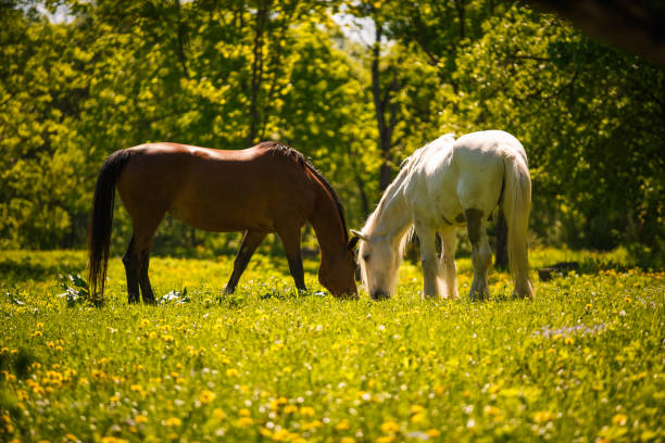 istock A white horse with a beautiful long mane grazing in a meadow. 1219853465